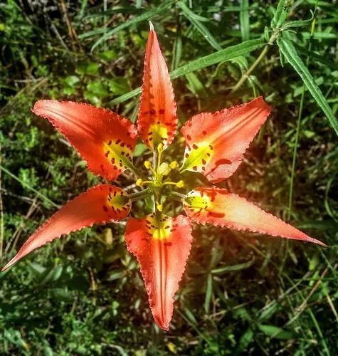 How to identify Pine lily (Lilium catesbaei)