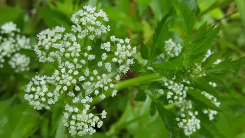 How to Plant and Grow Java waterdropwort(Oenanthe javanica)