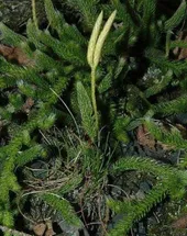 ヒカゲノカズラ（日陰鬘）の判定方法 (Lycopodium clavatum)