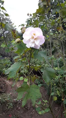 How to Grow and Care for Confederate rose