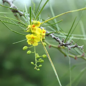 Jerusalem Thorn (Parkinsonia Aculeata) Tree Seeds - 20+ Tested Viable Seeds 10 thumbnail image