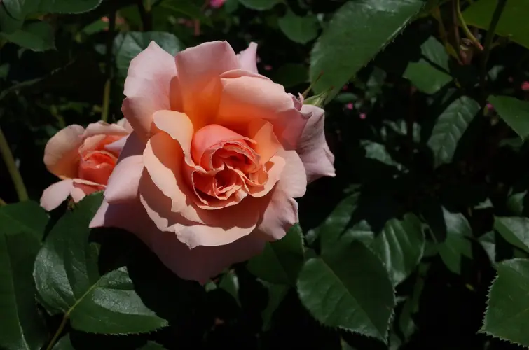 Roses 'Apricot Candy'