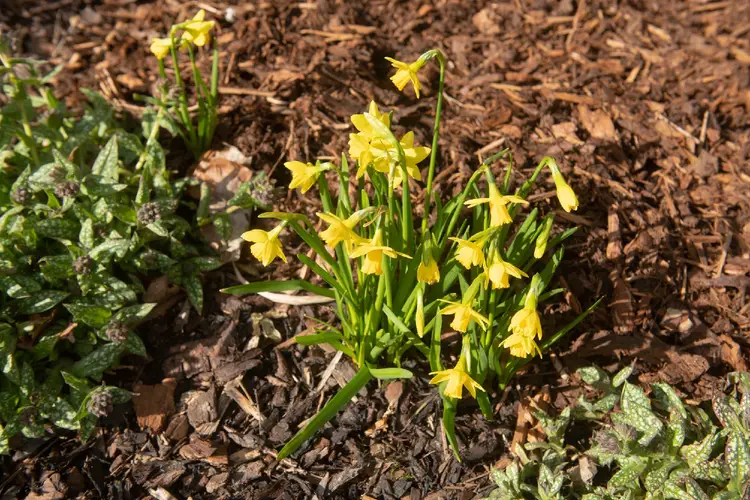 Daffodils 'Jumblie'