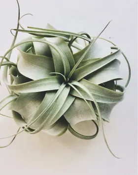 チランジア・キセログラフィカの判定方法 (Tillandsia xerographica