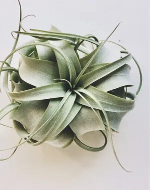 チランジア・キセログラフィカ (Tillandsia xerographica) - PictureThis