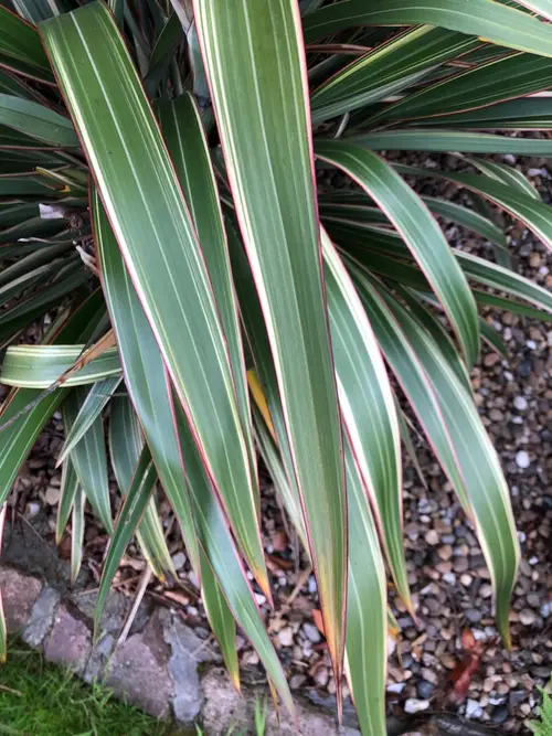 Phormium cookianum subsp. hookeri 'Tricolor'