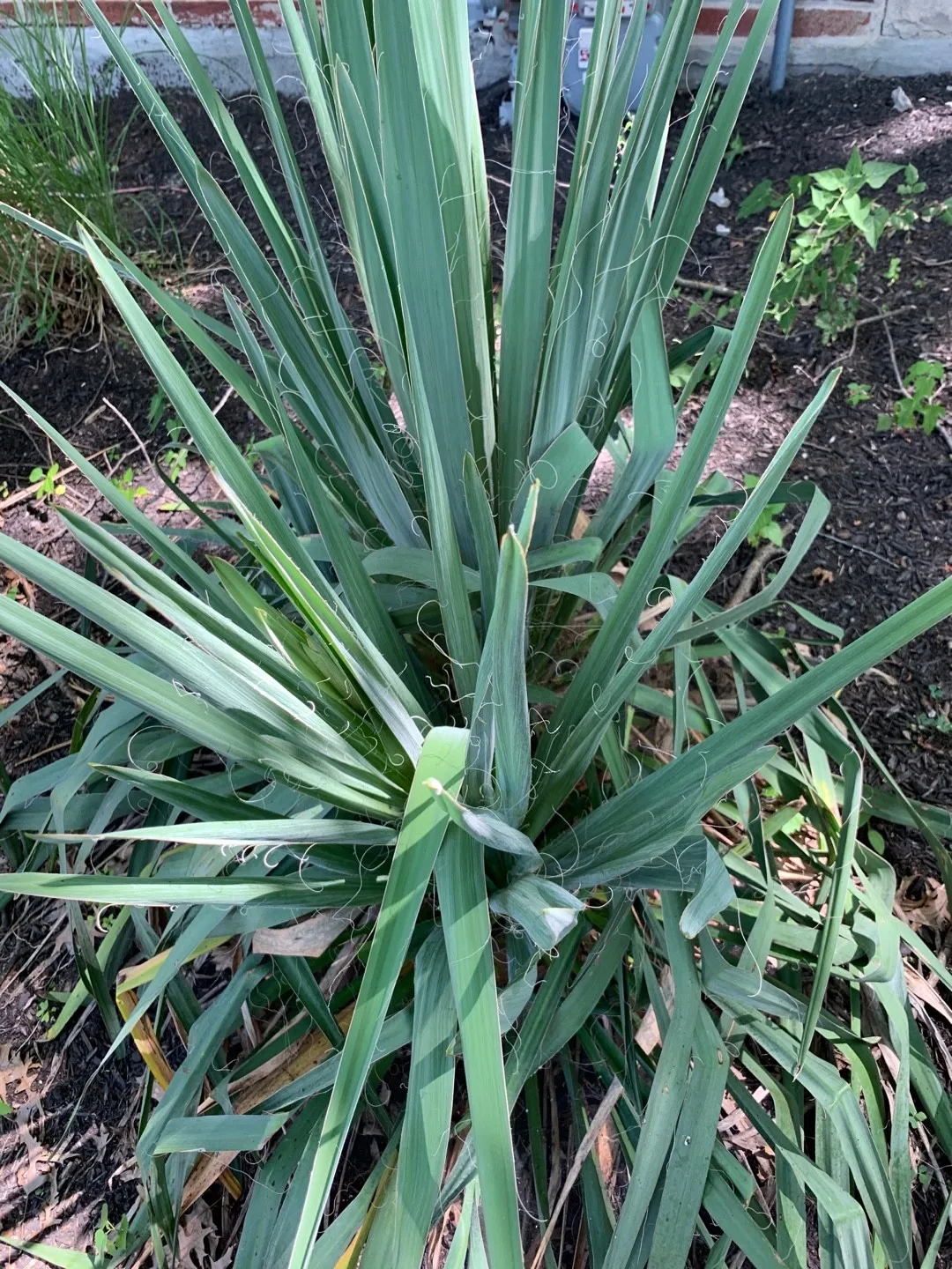 ユッカ・フラッシダの判定方法 (Yucca flaccida) ユッカ・フラッシダの判定方法 (Yucca flaccida)