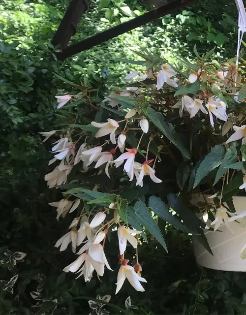 Begonia 'Bossa Nova Pure White'