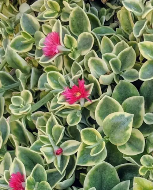 Mesembryanthemum cordifolium 'Variegata'