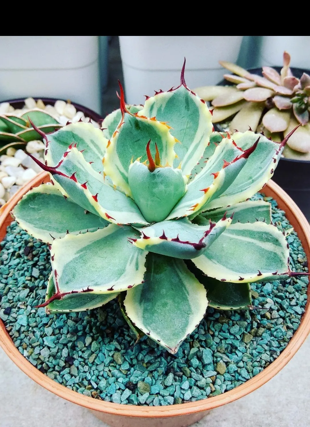So identifizierst du Agaven (Agave)