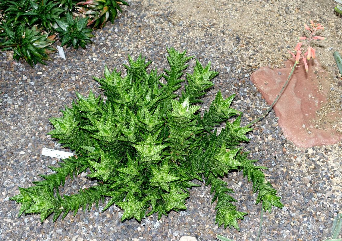 Is Tiger tooth aloe Poisonous