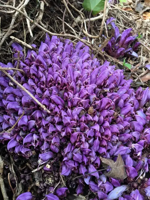 Purple toothwort