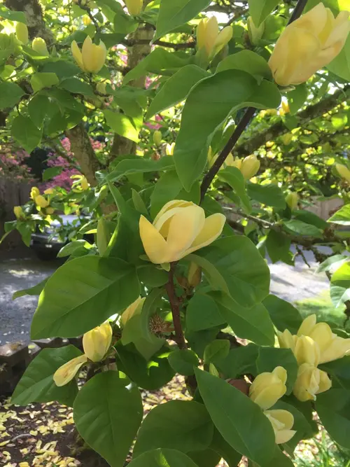Magnolia acuminata 'Yellow Bird'