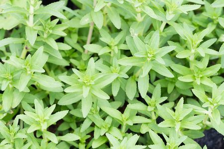 How to Grow and Care for Rice paddy herb