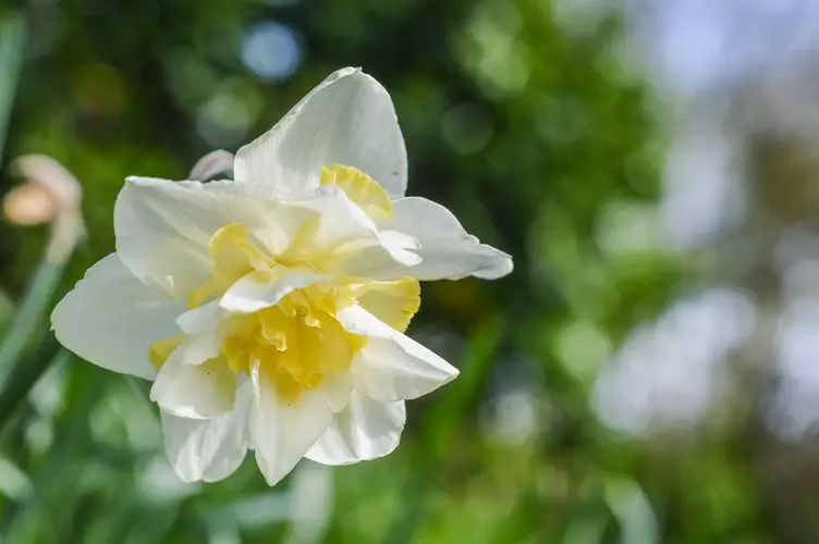 Daffodils 'White Lion'
