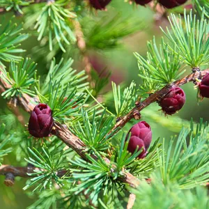 Tamarack Inlay Process How to Transplant Tamarack? (Ideal time, Methods, and Post Care)