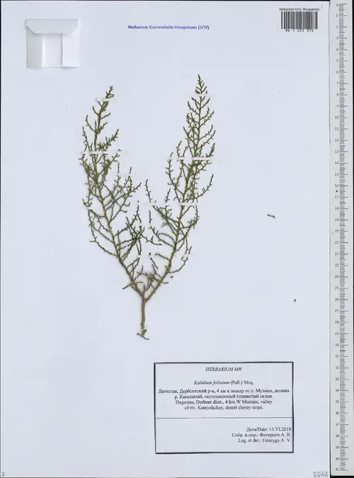 Kalidium foliatum