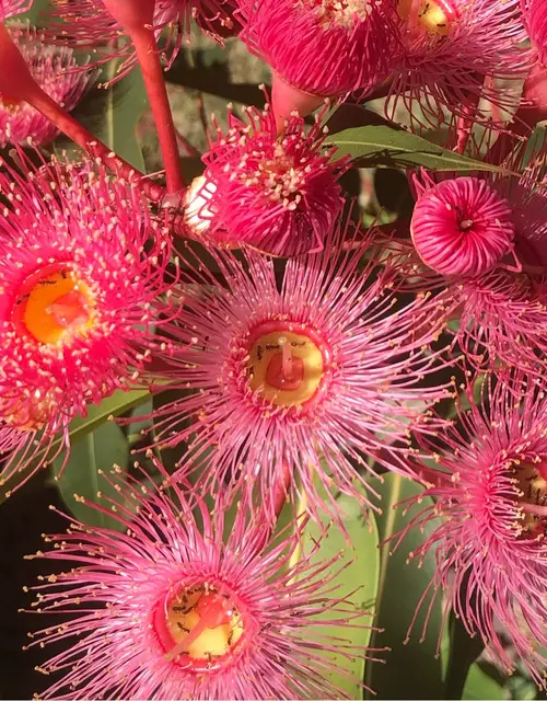 Red flowering gum Care (Watering, Fertilize, Pruning, Propagation) -  PictureThis