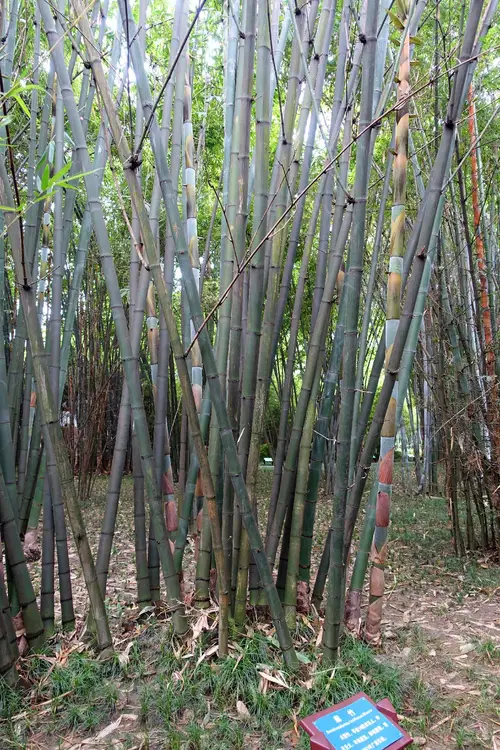 Bambú de taiwán