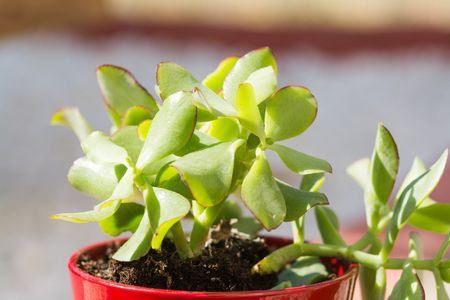 How to Grow and Care for Curly jade plant