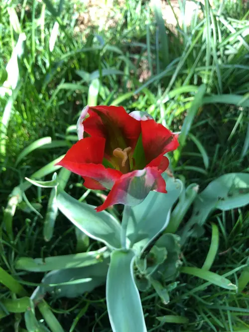 Tulips 'Hollywood Star'