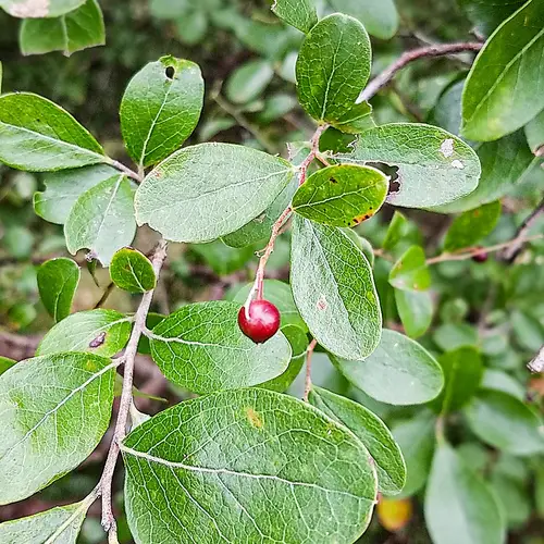 Dwarf huckleberry