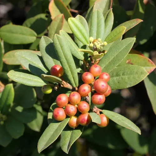 California coffeeberry