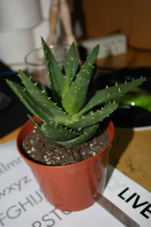 How to Grow and Care for Chinese aloe