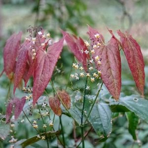 Schizzo Di Una Pecora O Di Una Capra Di Corno Indiano Di Grandi Dimensioni Illustrazione Modificabile Disegno Un Grande Pecore Capre 209460203 - Foto 5