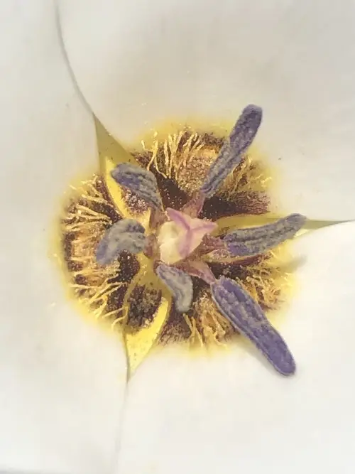 Plain mariposa lily