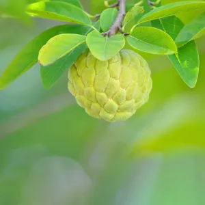 バンレイシ（蕃茘枝） (ケア, 特徴, 象徴, 画像, 食用)