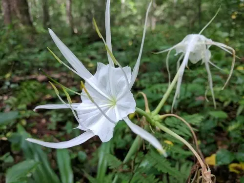 Northern spider-lily
