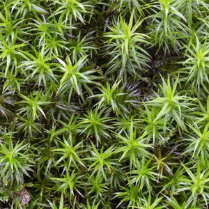 スギゴケ（杉苔） (分類, 特徴, 象徴, 画像)