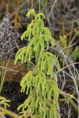 153687690968039434.jpeg?x-oss-