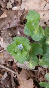 So identifizierst du Efeu-ehrenpreis (Veronica hederifolia)