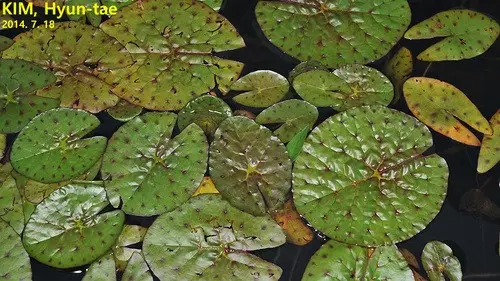 Prickly water lily