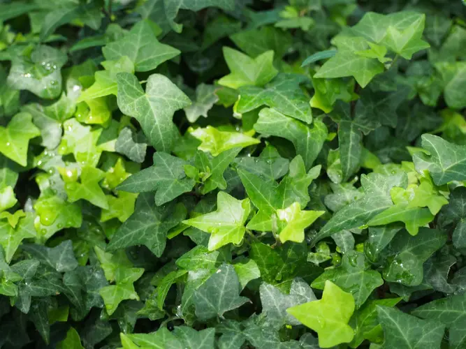 How to Plant and Grow English ivy(Hedera helix)