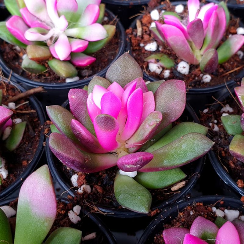 What Soil is Best for Sand rose Health?