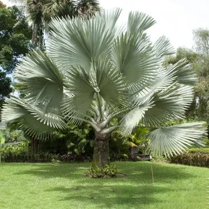 ヤシ【種】110粒 Bismarckia nobilis 'Silver' ヤシ【種】110粒 Bismarckia nobilis 'Silver'