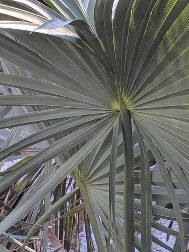 耐寒性ヤシ　2種　6本　ブラヘア　ミキナシサバル 耐寒性ヤシ 2種 6本 ブラヘア ミキナシサバル