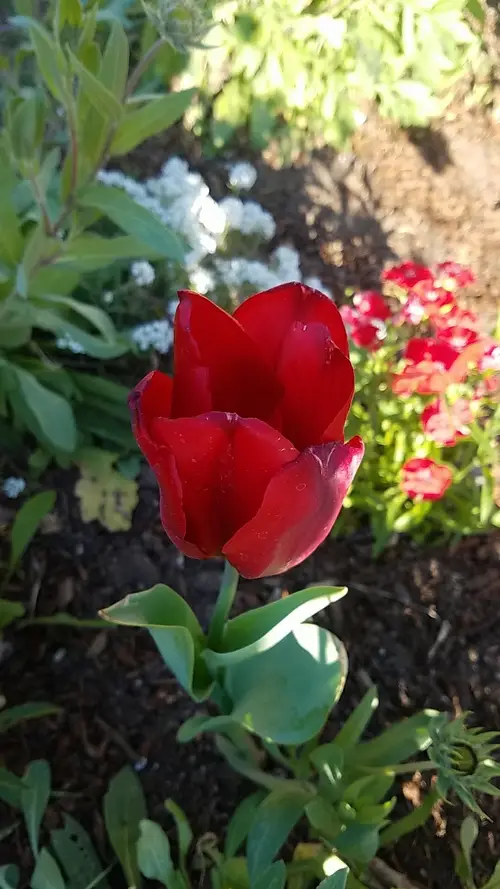 Tulips 'Kingsblood'