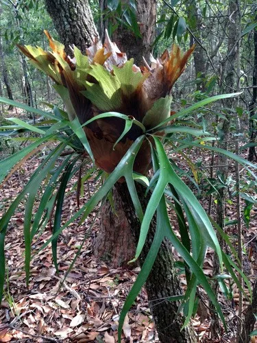 Gewhnlicher Geweihfarn - Platycerium bifurcatum (Pflege, Merkmale,  Symbolik, Bilder)