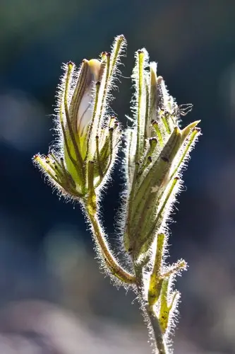 Cordylanthus nidularius