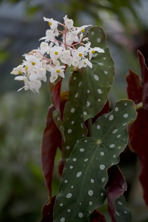 Begonia 'Wightii'