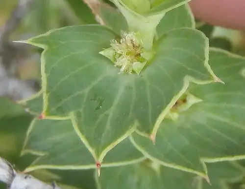 Cliffortia ilicifolia
