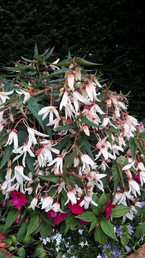 Begonia boliviensis 'Bossa Nova Pure White'