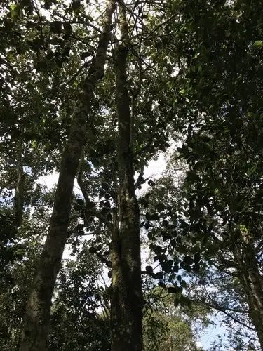 Magnolia caricifragrans