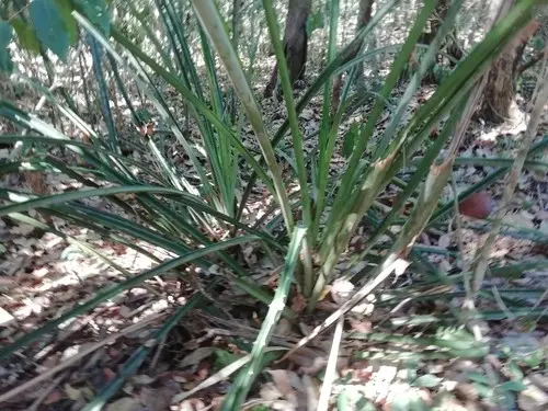 Bromelia palmeri