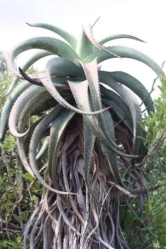 aloe vera hustensaft selber machen Reiner Bio Aloe Vera Saft main image 1