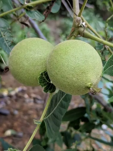 Arizona walnut
